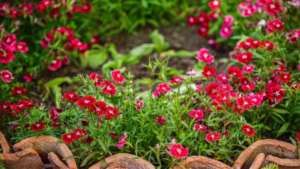 Plantas anuais e perenes: Uau! Surpreenda-se com as Diferenças!