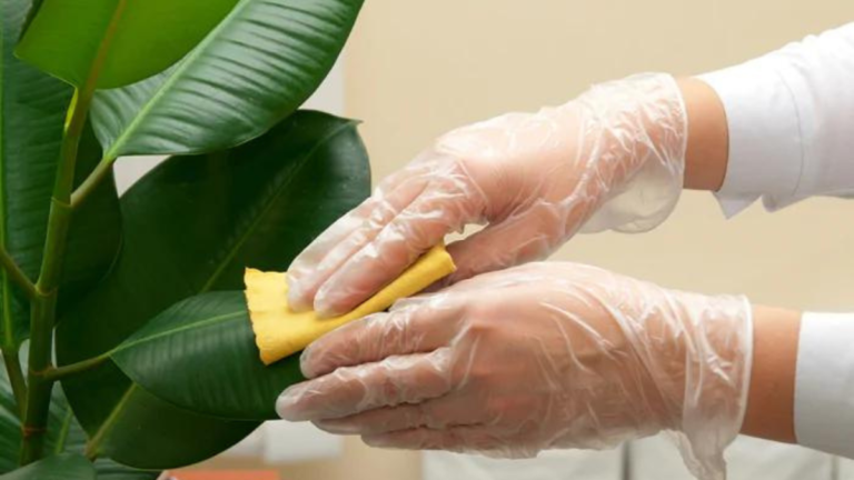 Como Limpar As Folhas Das Plantas em 5 passos