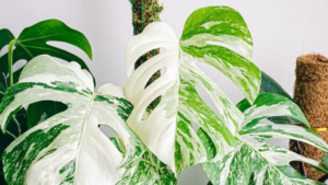 Costela de Adão ou Monstera Deliciosa: 7 Dicas Magníficas!