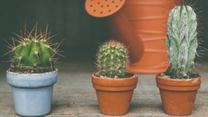 Cultivo de Cactos: Guia Completo sobre Essa Planta Fascinante