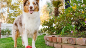 5 Dicas: Como Evitar Urina de Cachorro Na Grama