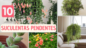 10 ESPÉCIES DE SUCULENTAS PENDENTES PARA IDENTIFICAÇÃO