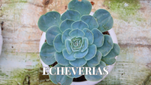 ECHEVERIA + de 1 Maneira de Cuidar do Jeito Certo