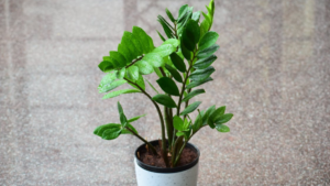 Zamioculcas – 3 Maneiras Práticas de Cultivar