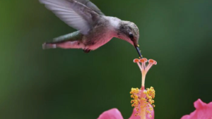 8 Tipos de Polinizadores Que Visitam O Jardim