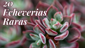 ECHEVERIAS RARAS CONHEÇA AS 20 MAIS LINDAS