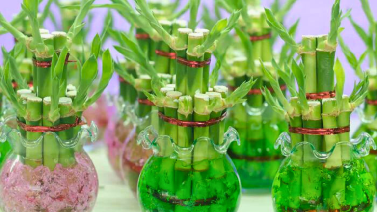 15 Plantas Que Atraem Sorte e Dinheiro Para Casa!