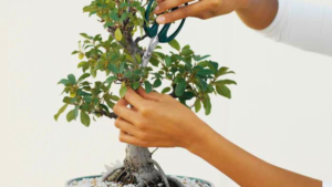 Como Cuidar de Bonsai: 20 Curiosidades Sobre Essa Técnica