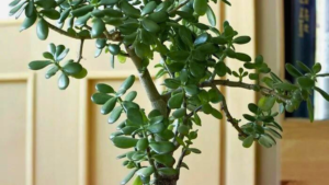 20  Plantas Pequenas para Dentro de Casas! Top Dicas!