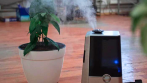 10 Plantas Que Gostam de Umidade: Conheça as Espécies