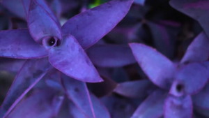 Tradescantia Como Cuidar: 4 Dicas Infalíveis