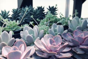 Echeverias: 1º Guia Completo de Cultivo, Tipos, Cuidados, Adubação