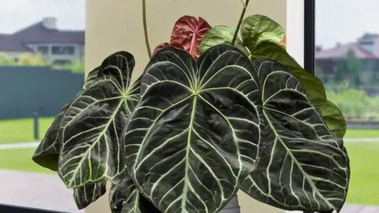 Antúrio: 17 Dicas Preciosas para um Cultivo Exuberante