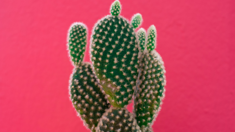 Descubra 60 Variedades de Cactos no Guia Mais Completo