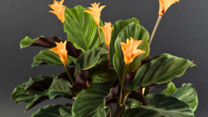 Calathea: 7 Passos Infalíveis para Cultivo
