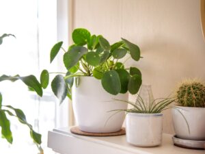 Planta Pequena: Conheça 10 que Cabem em Qualquer Lugar!