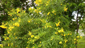 Ipê Mirim: Tenha um Jardim Vibrante em 10 Passos