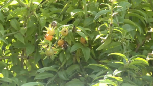 Ora Pro Nobis Fruto: Saiba Como Cultivar em Casa