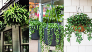 10 Plantas Pendentes Para Ambientes Internos
