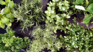 5 Plantas Repelentes Que Mantem Insetos Longe De Casa