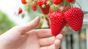 Jardim Hidropônico em 6 Passos: Cultivando Plantas Sustentavelmente