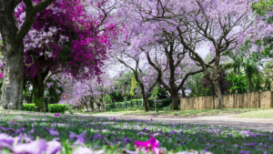 Paisagismo Sustentável : Cultivando Beleza com Responsabilidade