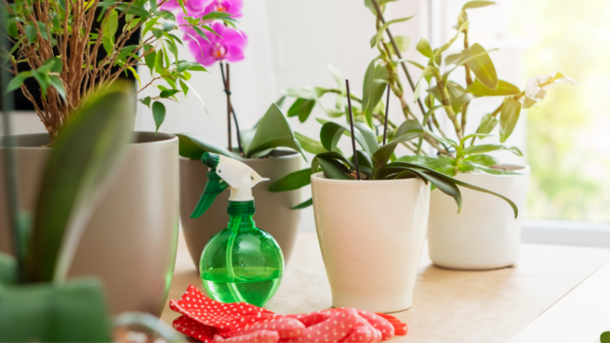 Ter uma orquídea em casa é, portanto, mais do que um simples ato de decoração. É participar de um legado.