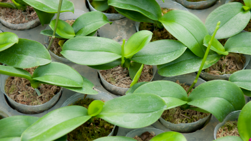 Ter uma orquídea em casa é, portanto, mais do que um simples ato de decoração