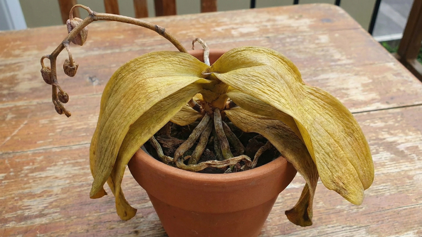 Mesmo com os melhores cuidados, o cultivo de orquídeas apresenta desafios. Identificar os problemas rapidamente é a chave para salvar sua planta
