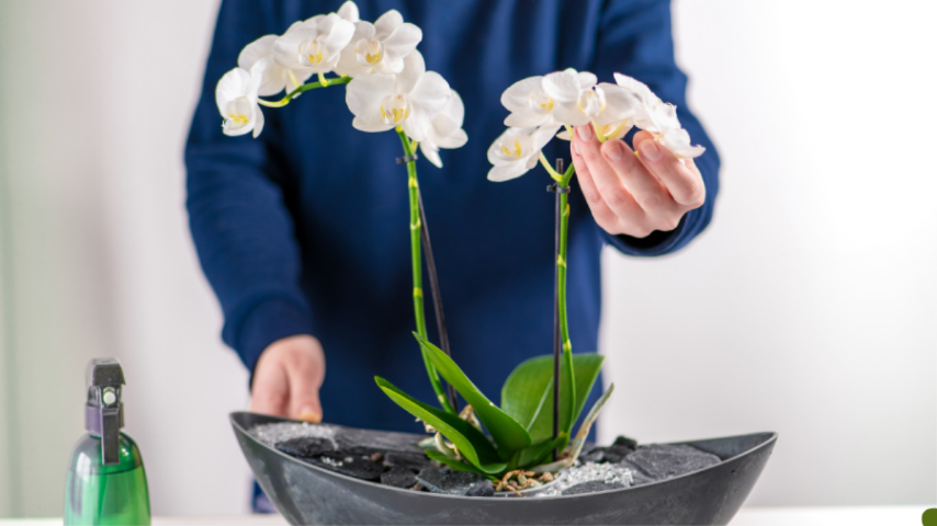 Uma orquídea saudável que se recusa a florescer está quase sempre enviando uma mensagem clara sobre suas condições